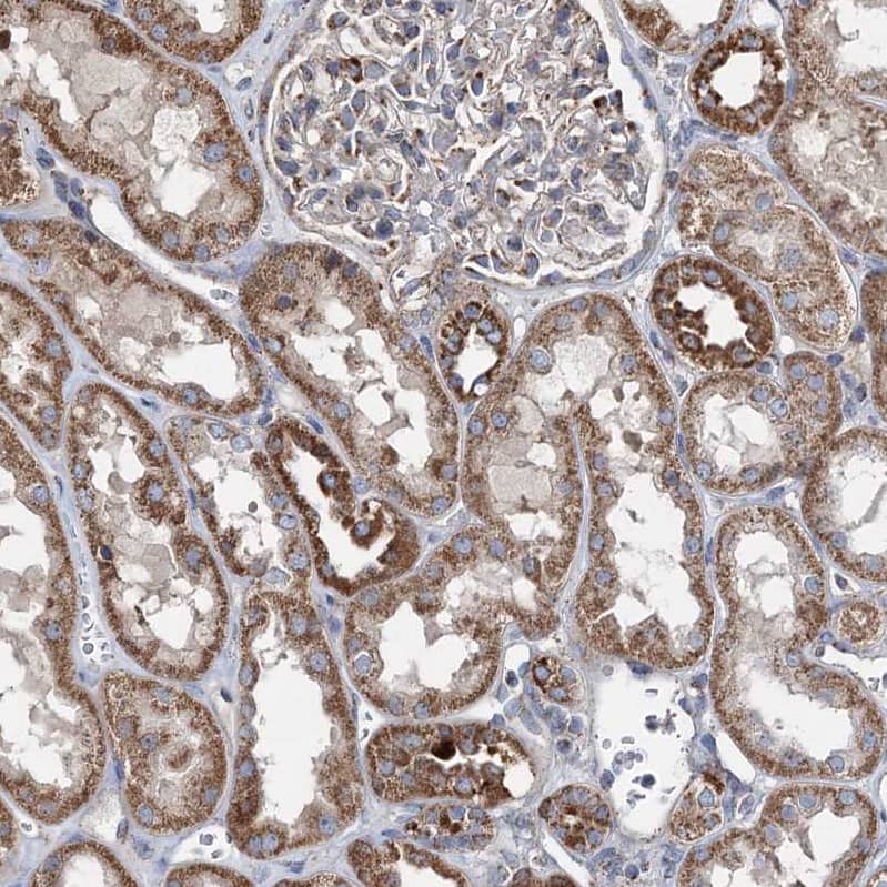 SPAG16 Antibody - BSA Free Immunohistochemistry-Paraffin: SPAG16 Antibody - BSA Free [NBP1-84124]