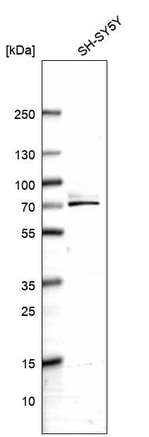 SPAG16 Antibody - BSA Free Western Blot: SPAG16 Antibody - BSA Free [NBP1-84124]