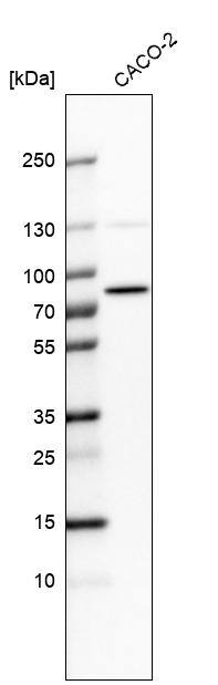 PTCD3 Antibody - BSA Free Western Blot: PTCD3 Antibody - BSA Free [NBP1-84125]