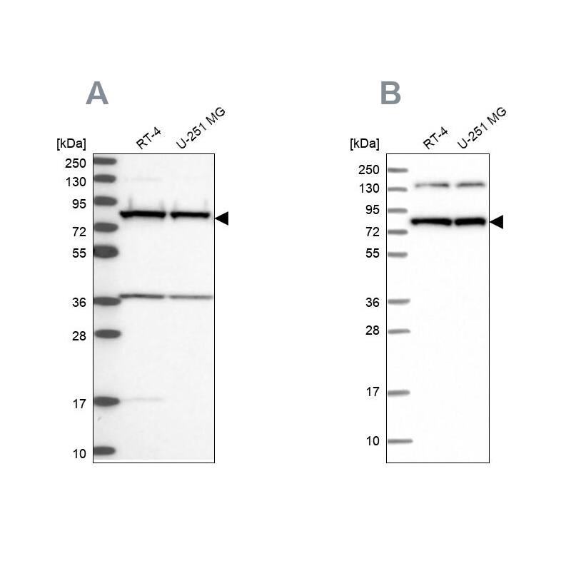PTCD3 Antibody - BSA Free Western Blot: PTCD3 Antibody - BSA Free [NBP1-84126]