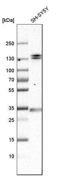 EMILIN1 Antibody - BSA Free Western Blot: EMILIN1 Antibody - BSA Free [NBP1-84127]