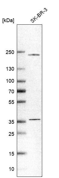 SH3YL1 Antibody - BSA Free Western Blot: SH3YL1 Antibody - BSA Free [NBP1-84133]
