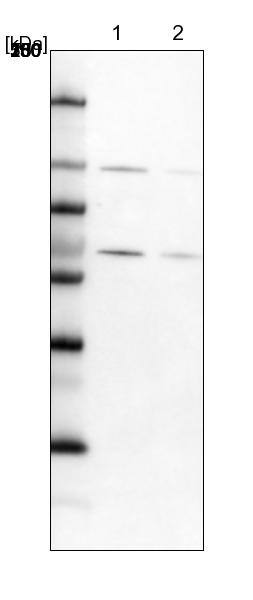 RBM19 Antibody - BSA Free Western Blot: RBM19 Antibody - BSA Free [NBP1-84135]