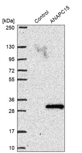 ANAPC15 Antibody - BSA Free Western Blot: ANAPC15 Antibody - BSA Free [NBP1-84151]