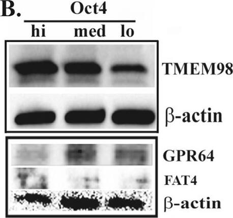TMEM98 Antibody