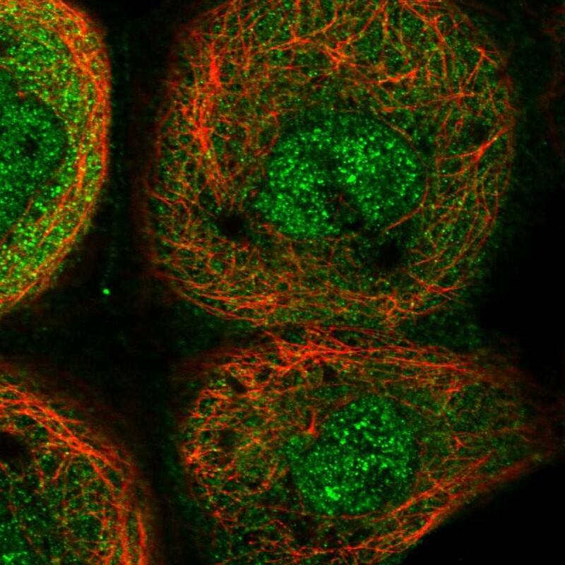 YOD1 Antibody - BSA Free Immunocytochemistry/ Immunofluorescence: YOD1 Antibody [NBP1-84172]