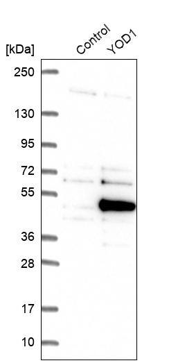YOD1 Antibody - BSA Free Western Blot: YOD1 Antibody - BSA Free [NBP1-84173]