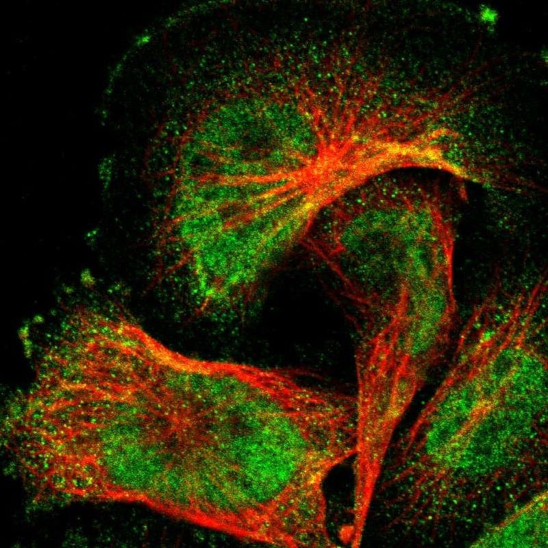 WW domain binding protein 5 Antibody - BSA Free Immunocytochemistry/ Immunofluorescence: WW domain binding protein 5 Antibody [NBP1-84208]