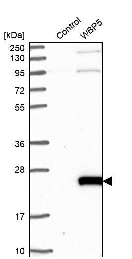 WW domain binding protein 5 Antibody - BSA Free Western Blot: WW domain binding protein 5 Antibody - BSA Free [NBP1-84208]