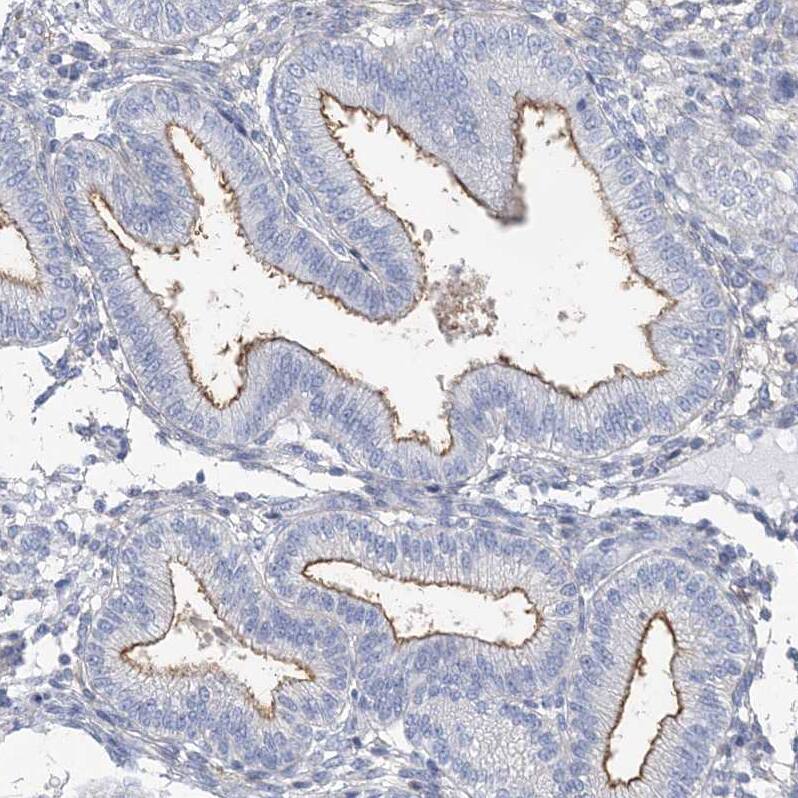 MOXD1 Antibody - BSA Free Immunohistochemistry-Paraffin: MOXD1 Antibody [NBP1-84233]