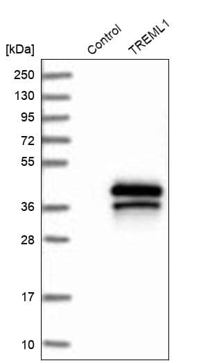 TREML1/TLT-1 Antibody - BSA Free Western Blot: TREML1/TLT-1 Antibody - BSA Free [NBP1-84234]