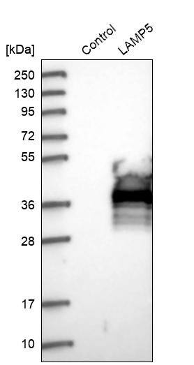 BAD-LAMP/LAMP5 Antibody - BSA Free Western Blot: BAD-LAMP/LAMP5 Antibody - BSA Free [NBP1-84246]