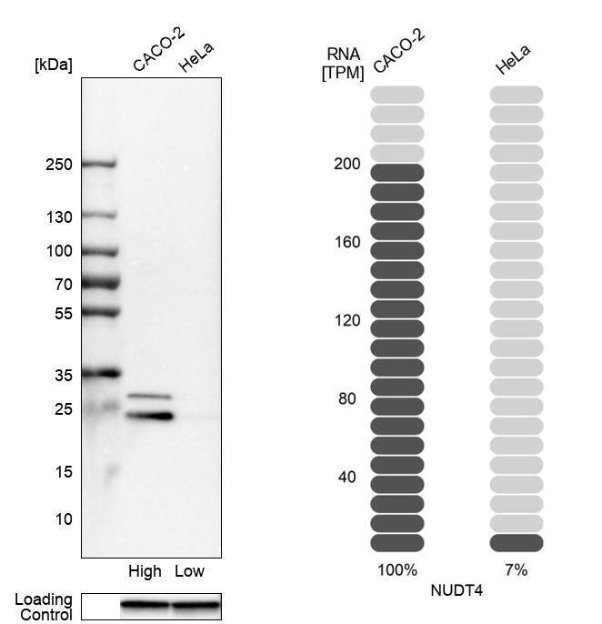 NUDT4 Antibody - BSA Free Western Blot: NUDT4 Antibody - BSA Free [NBP1-84250]