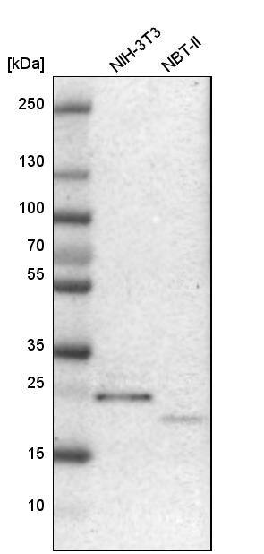 NUDT4 Antibody - BSA Free Western Blot: NUDT4 Antibody - BSA Free [NBP1-84250]