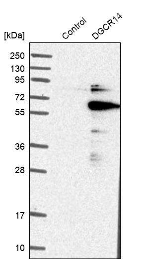 DGCR14 Antibody - BSA Free Western Blot: DGCR14 Antibody - BSA Free [NBP1-84258]