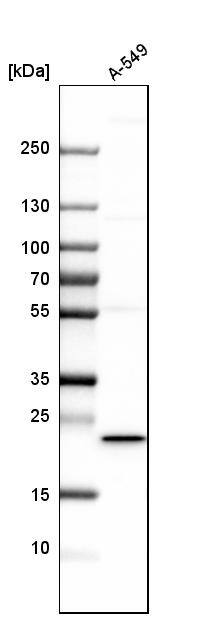 MSRB3 Antibody - BSA Free Western Blot: MSRB3 Antibody - BSA Free [NBP1-84259]