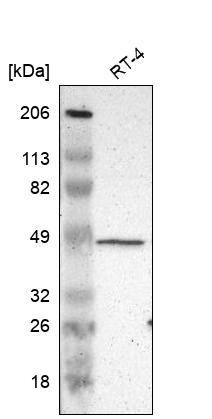 ZFYVE1 Antibody - BSA Free Western Blot: ZFYVE1 Antibody - BSA Free [NBP1-84267]