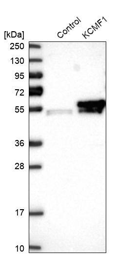 KCMF1 Antibody - BSA Free Western Blot: KCMF1 Antibody - BSA Free [NBP1-84283]