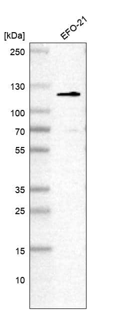 DHX36 Antibody - BSA Free Western Blot: DHX36 Antibody - BSA Free [NBP1-84286]
