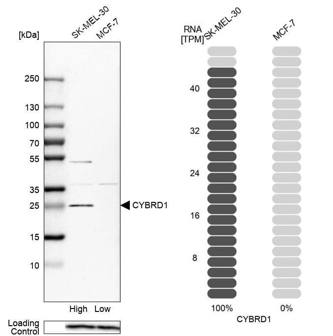 Cytochrome b reductase 1 Antibody - BSA Free Western Blot: Cytochrome b reductase 1 Antibody - BSA Free [NBP1-84291]