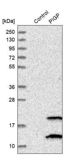 PIGP Antibody - BSA Free Western Blot: PIGP Antibody - BSA Free [NBP1-84294]