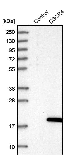 DSCR4 Antibody - BSA Free Western Blot: DSCR4 Antibody - BSA Free [NBP1-84295]
