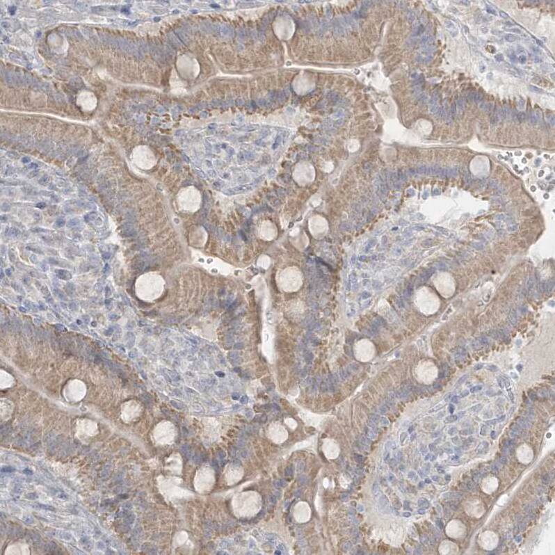PCBD1 Antibody - BSA Free Immunohistochemistry-Paraffin: PCBD1 Antibody - BSA Free [NBP1-84297]