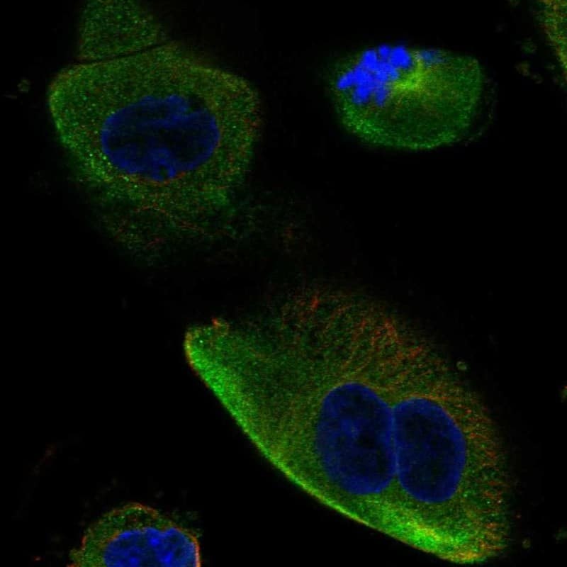 DCDC2 Antibody - BSA Free Immunocytochemistry/ Immunofluorescence: DCDC2 Antibody - BSA Free [NBP1-84298]