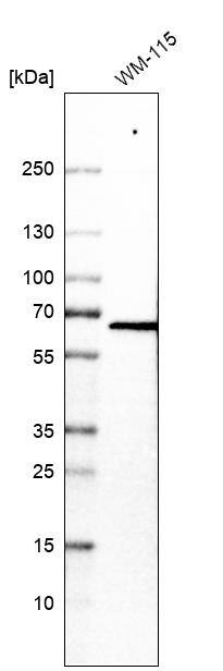 VEZF1 Antibody - BSA Free Western Blot: VEZF1 Antibody - BSA Free [NBP1-84301]