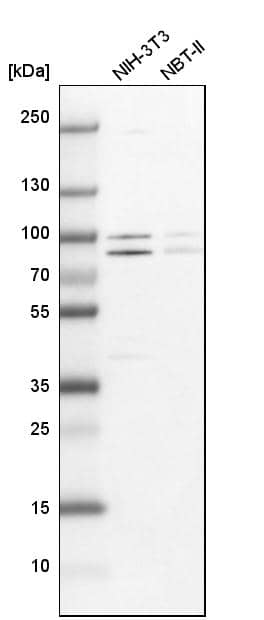 PARN Antibody - BSA Free Western Blot: PARN Antibody - BSA Free [NBP1-84302]