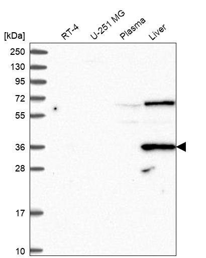 DAO Antibody - BSA Free Western Blot: DAO Antibody - BSA Free [NBP1-84304]