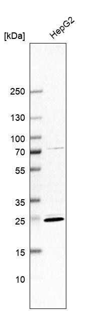 DAO Antibody - BSA Free Western Blot: DAO Antibody - BSA Free [NBP1-84305]