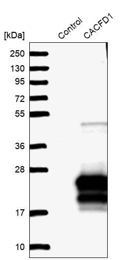 Calcium Channel Flower Homolog Antibody - BSA Free Western Blot: Calcium Channel Flower Homolog Antibody - BSA Free [NBP1-84307]