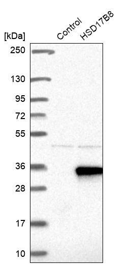 HSD17B8 Antibody - BSA Free Western Blot: HSD17B8 Antibody - BSA Free [NBP1-84309]