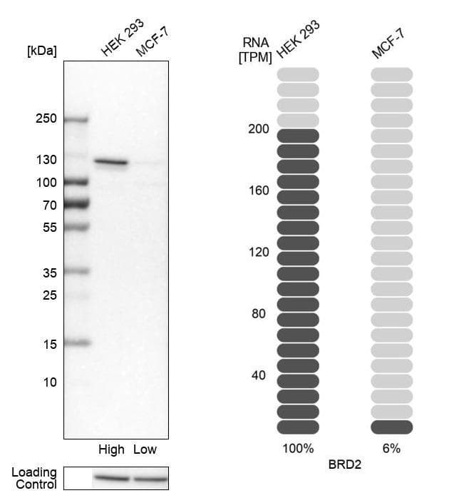 BRD2 Antibody - BSA Free Western Blot: BRD2 Antibody - BSA Free [NBP1-84310]