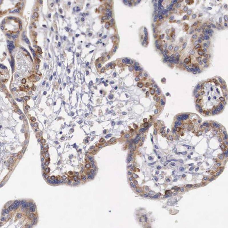P311 Antibody - BSA Free Immunohistochemistry-Paraffin: P311 Antibody - BSA Free [NBP1-84315]