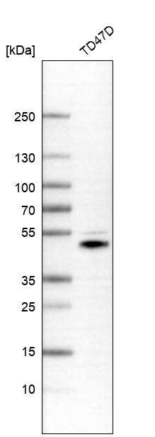alpha-N-acetylgalactosaminidase/NAGA Antibody - BSA Free Western Blot: alpha-N-acetylgalactosaminidase/NAGA Antibody - BSA Free [NBP1-84318]