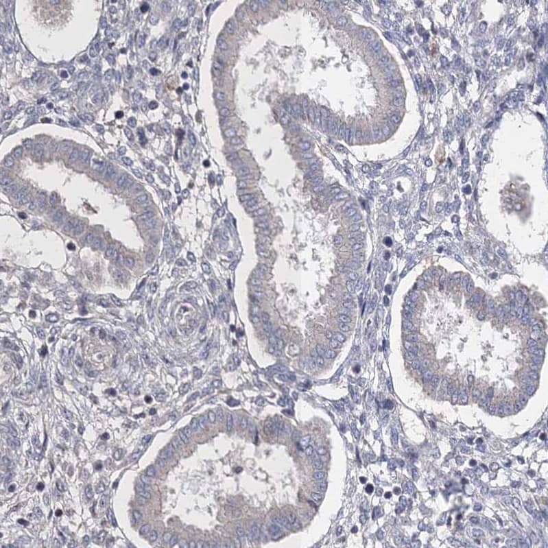 Connexin 30.1/GJB5 Antibody - BSA Free Immunohistochemistry-Paraffin: Connexin 30.1/GJB5 Antibody - BSA Free [NBP1-84333]