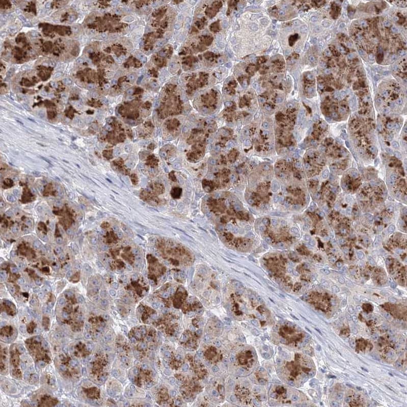 Connexin 30.1/GJB5 Antibody - BSA Free Immunohistochemistry-Paraffin: Connexin 30.1/GJB5 Antibody - BSA Free [NBP1-84333]