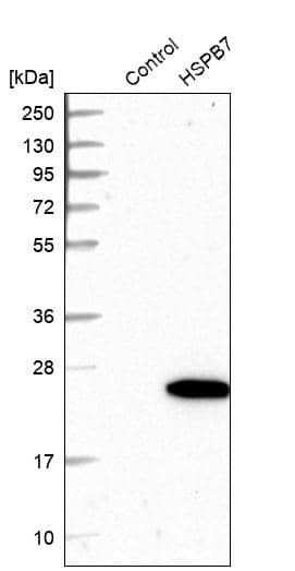 HspB7 Antibody - BSA Free Western Blot: HspB7 Antibody - BSA Free [NBP1-84334]