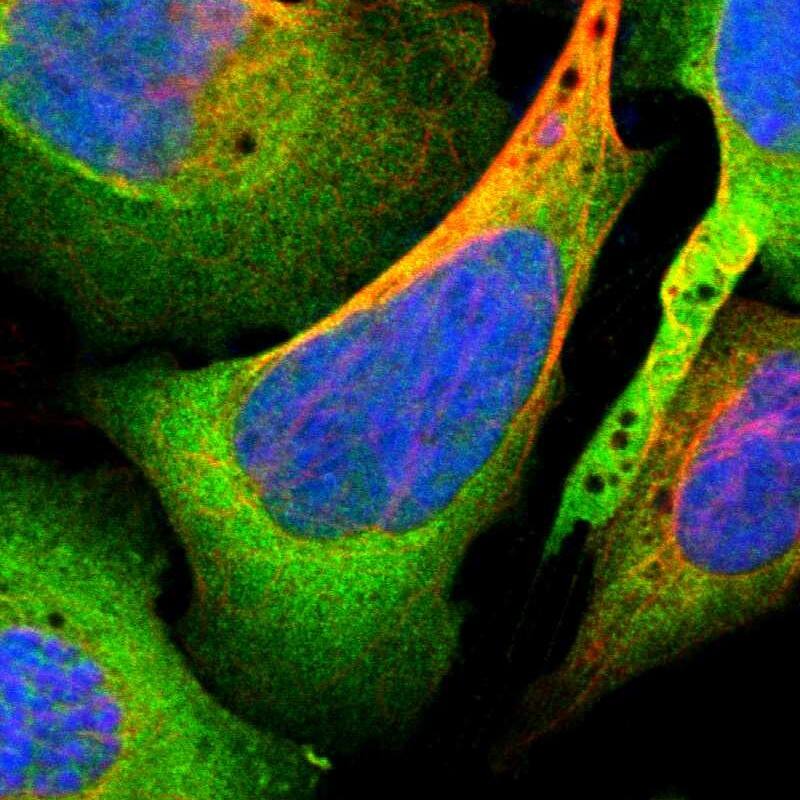 PBK Antibody - BSA Free Immunocytochemistry/ Immunofluorescence: PBK Antibody [NBP1-84342]