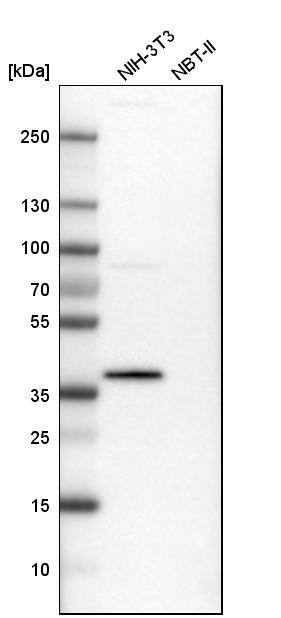 PBK Antibody - BSA Free Western Blot: PBK Antibody - BSA Free [NBP1-84342]
