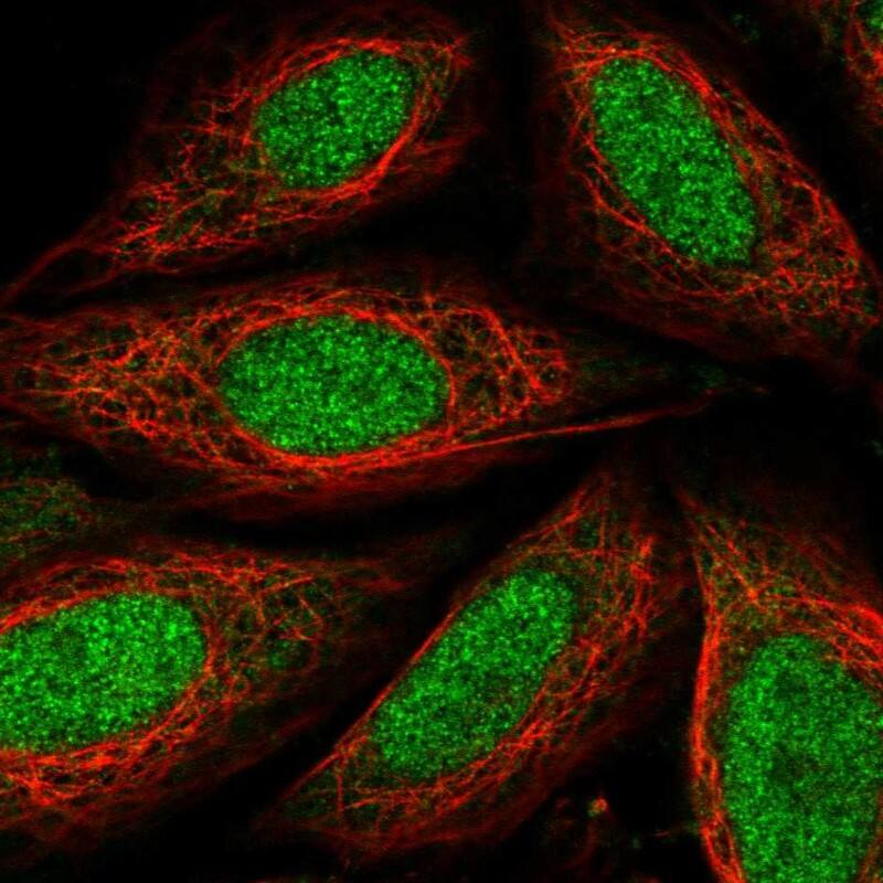TAF7L Antibody - BSA Free Immunocytochemistry/ Immunofluorescence: TAF7L Antibody [NBP1-84350]