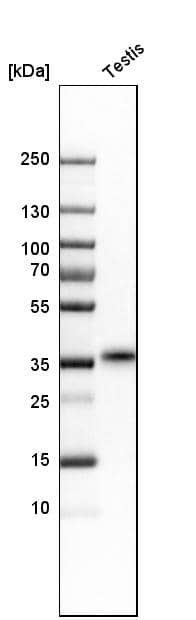 TEX101 Antibody - BSA Free Western Blot: TEX101 Antibody - BSA Free [NBP1-84357]