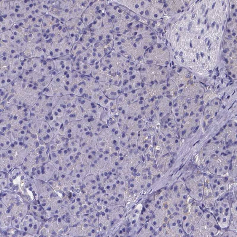Sperm Flagellar 2 Antibody - BSA Free Immunohistochemistry-Paraffin: Sperm Flagellar 2 Antibody [NBP1-84361]