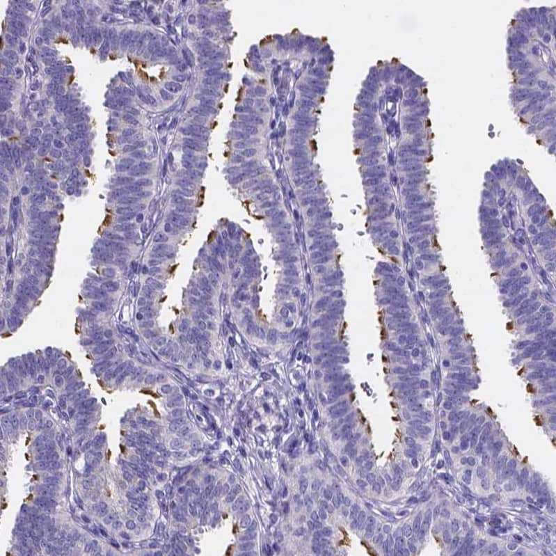 Sperm Flagellar 2 Antibody - BSA Free Immunohistochemistry-Paraffin: Sperm Flagellar 2 Antibody [NBP1-84361]