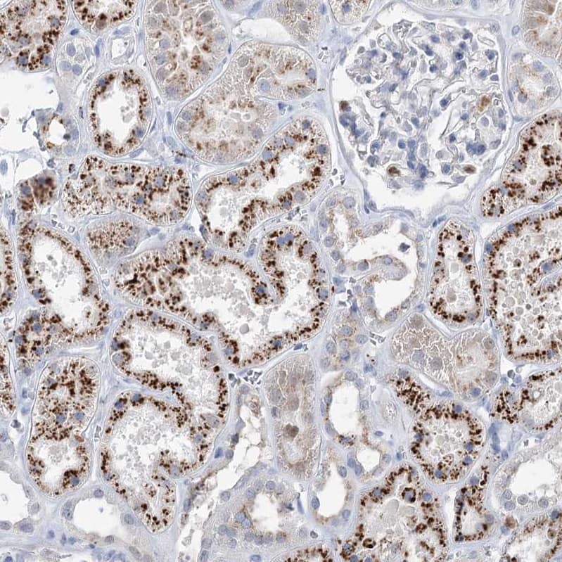 SIAE Antibody - BSA Free Immunohistochemistry-Paraffin: SIAE Antibody - BSA Free [NBP1-84371]