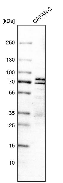 SIAE Antibody - BSA Free Western Blot: SIAE Antibody - BSA Free [NBP1-84372]