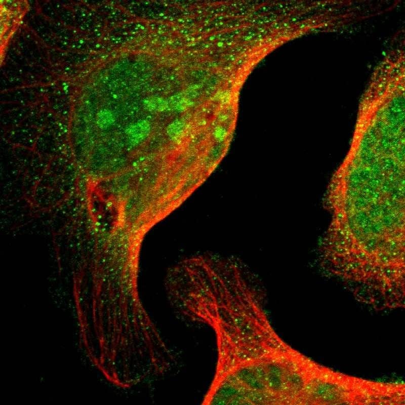 MED27 Antibody - BSA Free Immunocytochemistry/ Immunofluorescence: MED27 Antibody - BSA Free [NBP1-84377]