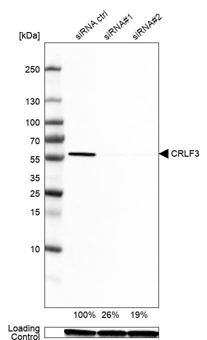 CRLF3 Antibody - BSA Free Western Blot: CRLF3 Antibody - BSA Free [NBP1-84382]